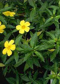 Turnera diffusa